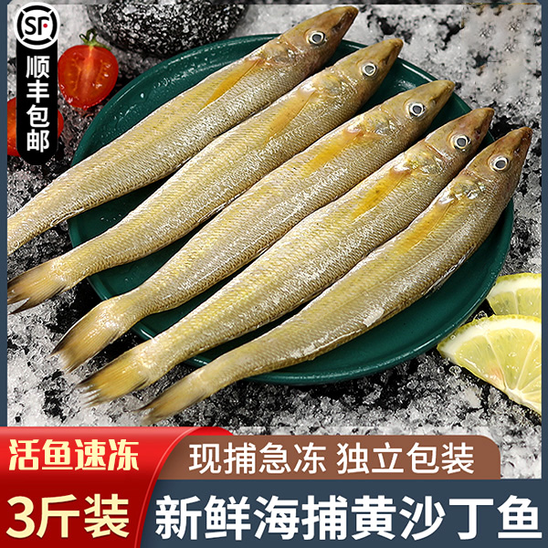 沙丁鱼新鲜冷冻海捕船冻青岛深海特大号沙丁鱼少刺烧烤沙尖鱼