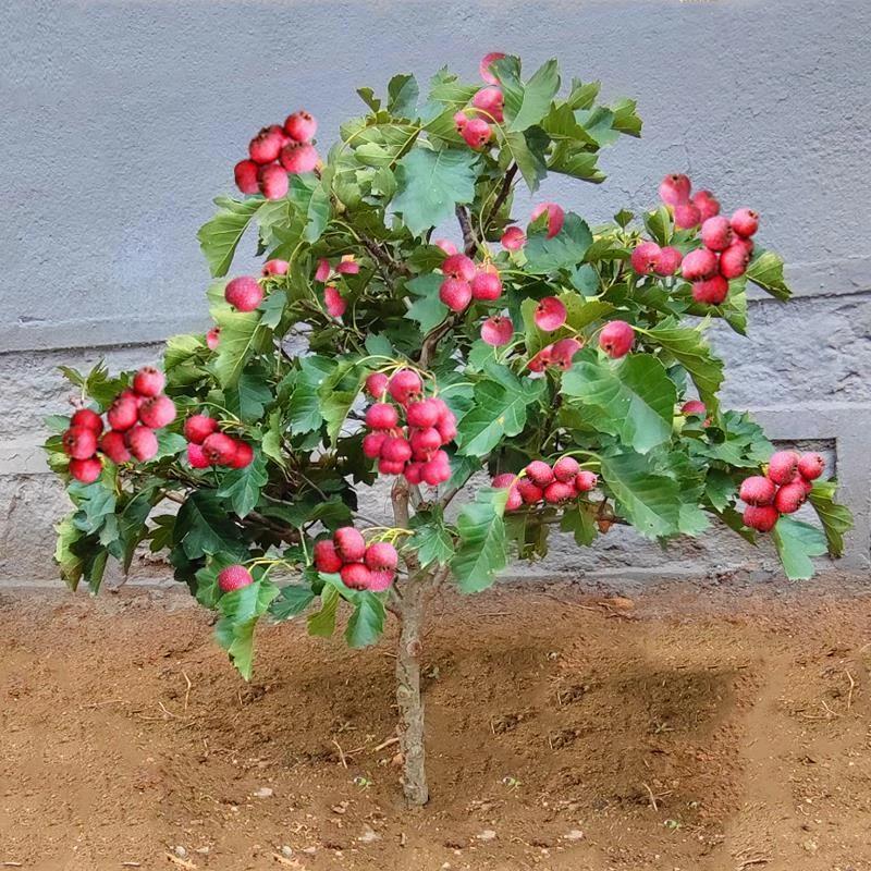 山楂树活苗大五棱甜红子山楂苗南方北方种植盆栽地栽山楂嫁接果苗