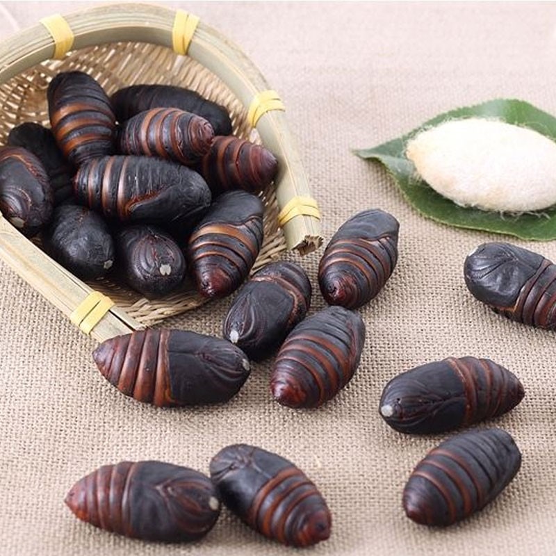 黑蚕蛹 辽宁特产柞蚕蛹产地直发顺丰包邮新鲜高蛋白