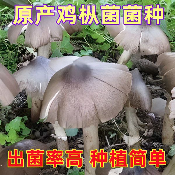 高产鸡枞菌鸡肉菇鸡枞花白蚁菌鸡棕菌包种 子室内外四季可种易活