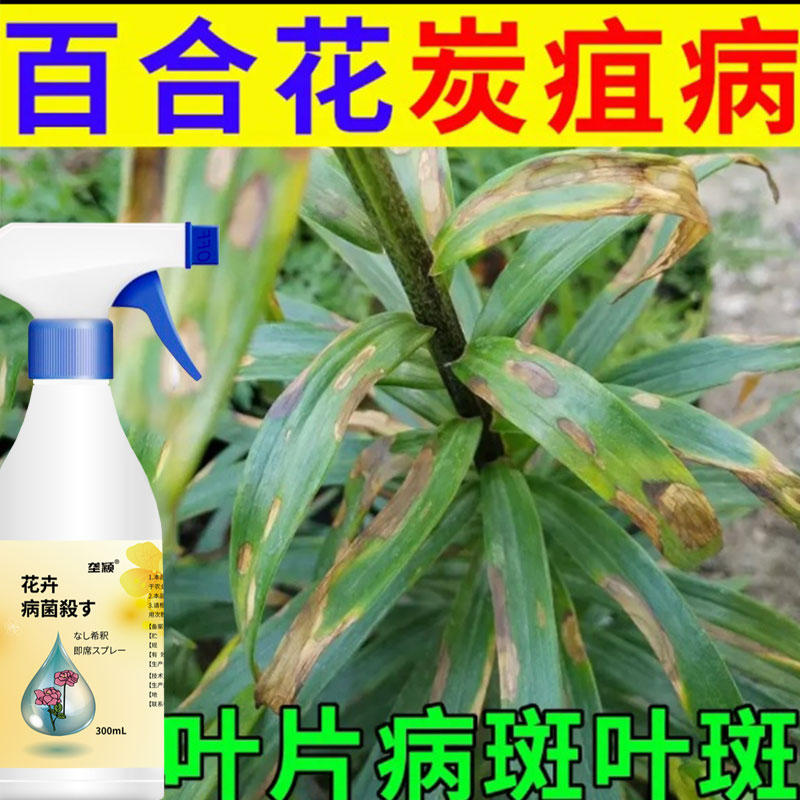 百合花炭疽病专用营养液肥料叶斑病叶片长病斑疫病叶枯病用病菌殺