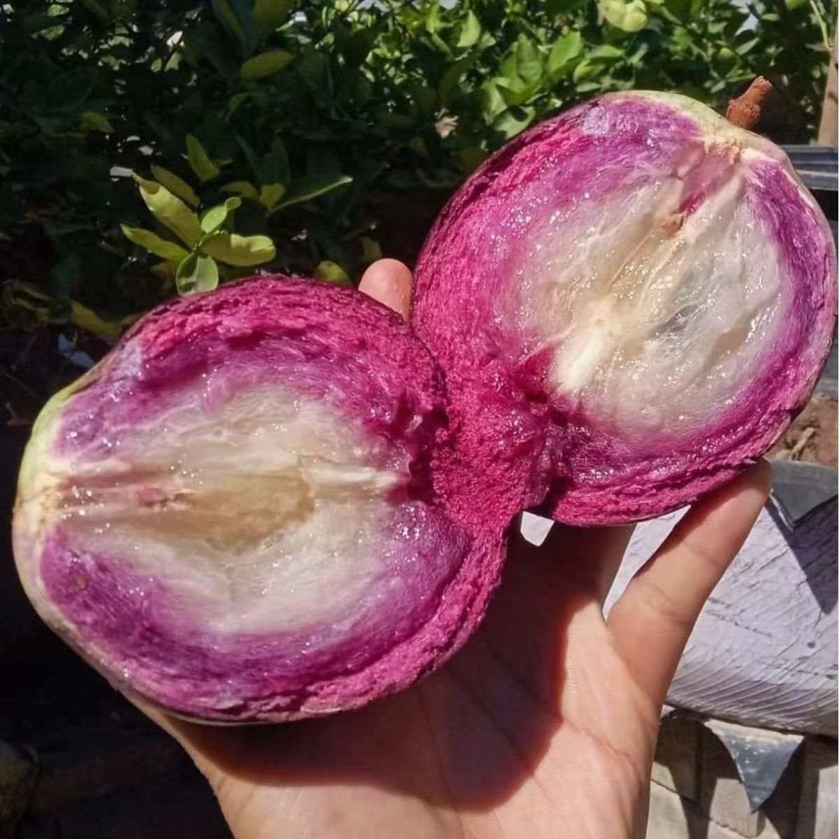 紫色牛奶果星苹果紫色海星当季新鲜水果高端罕见稀有紫色黄晶果