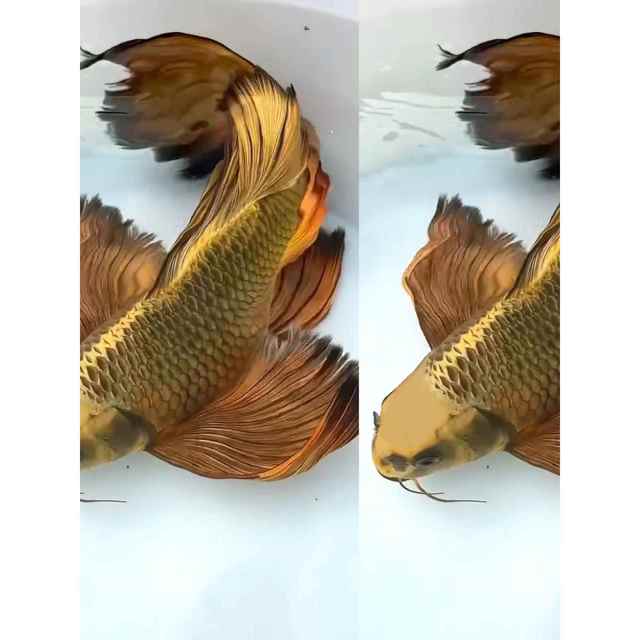 古铜熊猫蝴蝶鲤古铜龙凤古典黄金锦鲤普身长尾冷水淡水观赏鱼