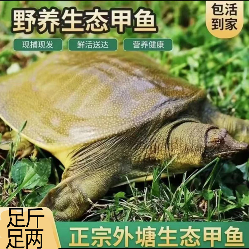 发2只共5-6斤 新鲜大甲鱼鲜活外塘中华鳖青黑花背生猛水鱼到家