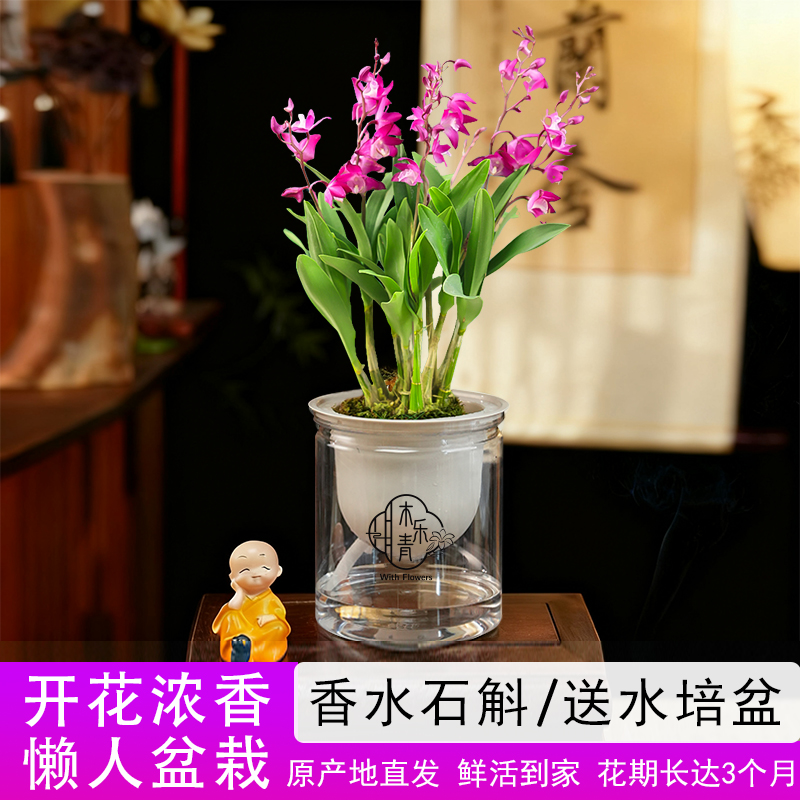 【带花剑花苞】红宝石香水石斛兰 精品澳洲石斛 浓香型 水培盆栽