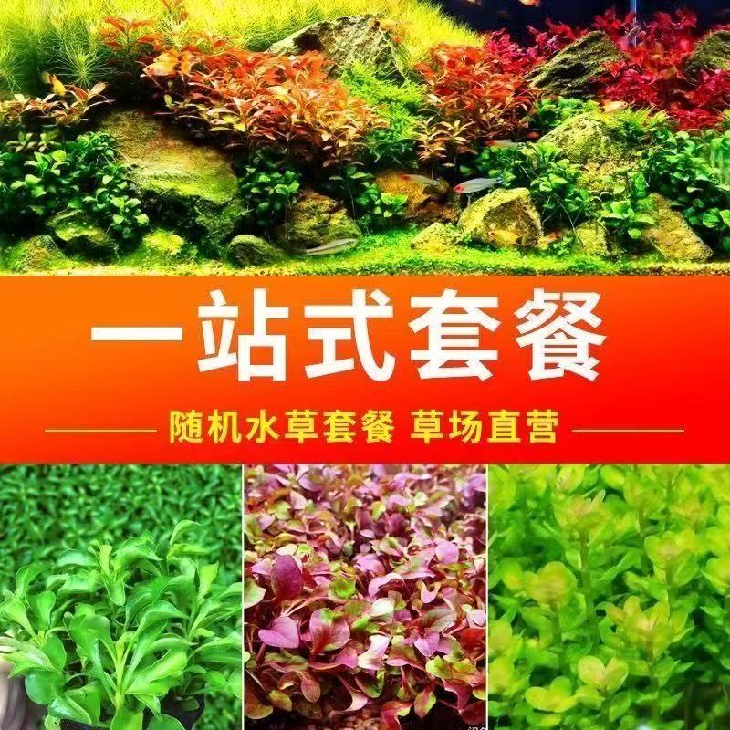鱼缸水草淡水鱼缸专用阴性水草造景套餐净化水质无需栽种