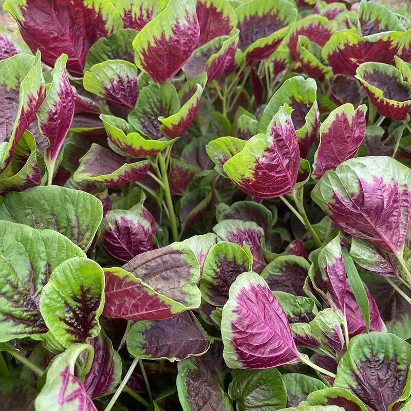 【任意拍满5包包邮】红苋菜种子白圆叶青苋菜种子 蔬菜种籽盆栽地栽