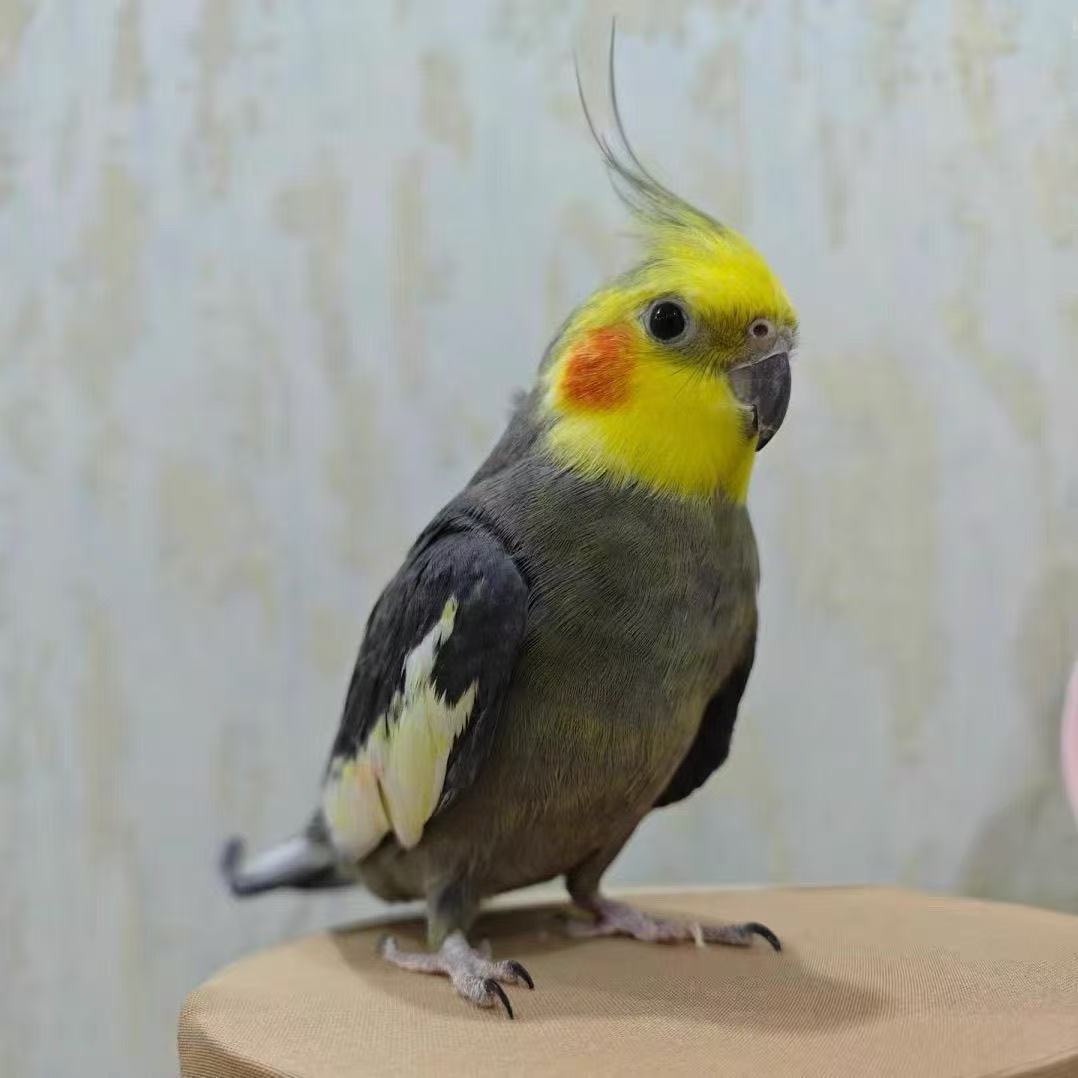臻选【玄凤鹦鹉】高智商手养鸟可教说话可学唱歌活泼粘人宠物鸟