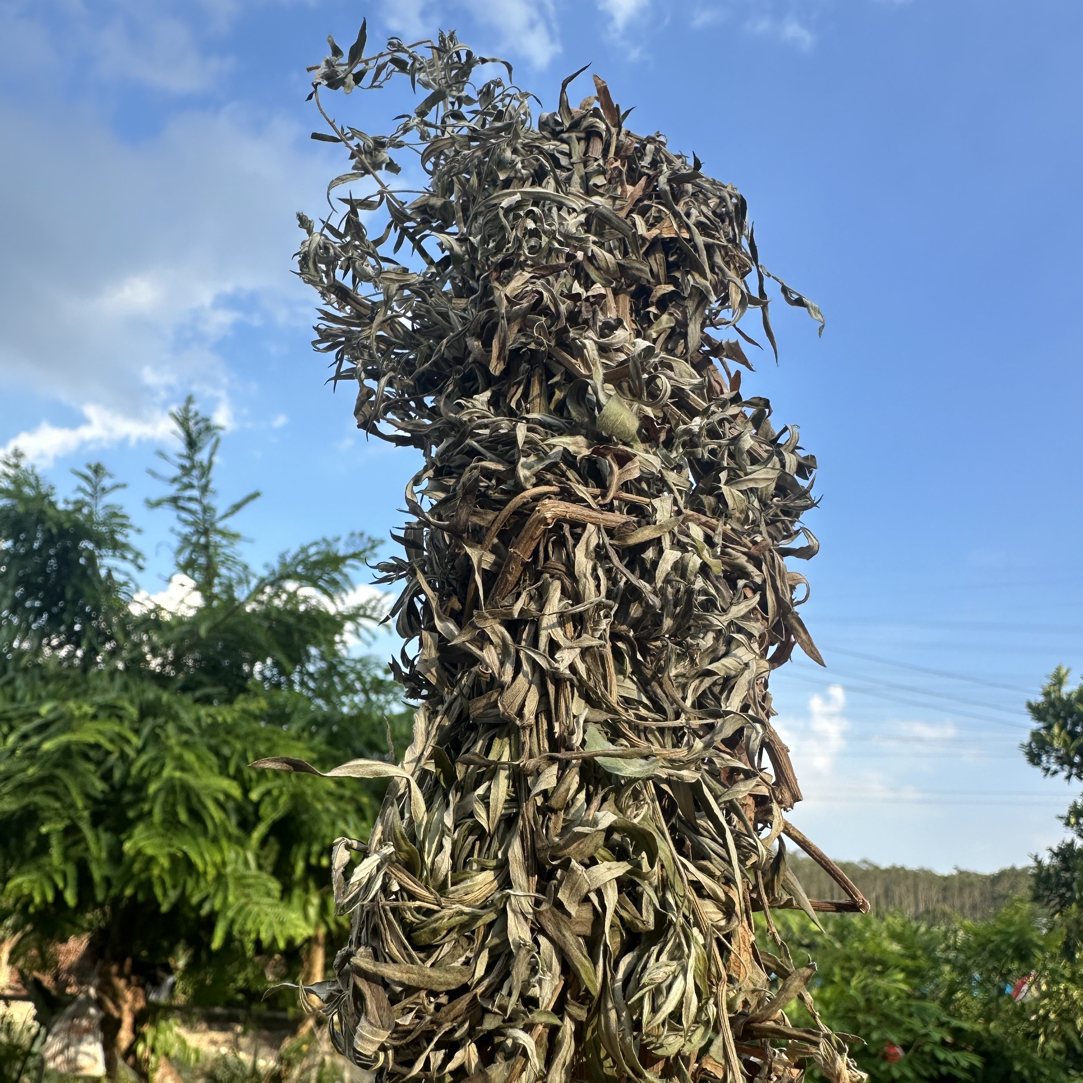 艾草艾叶干艾枝干树叶批发艾草叶艾蒿干艾草中药