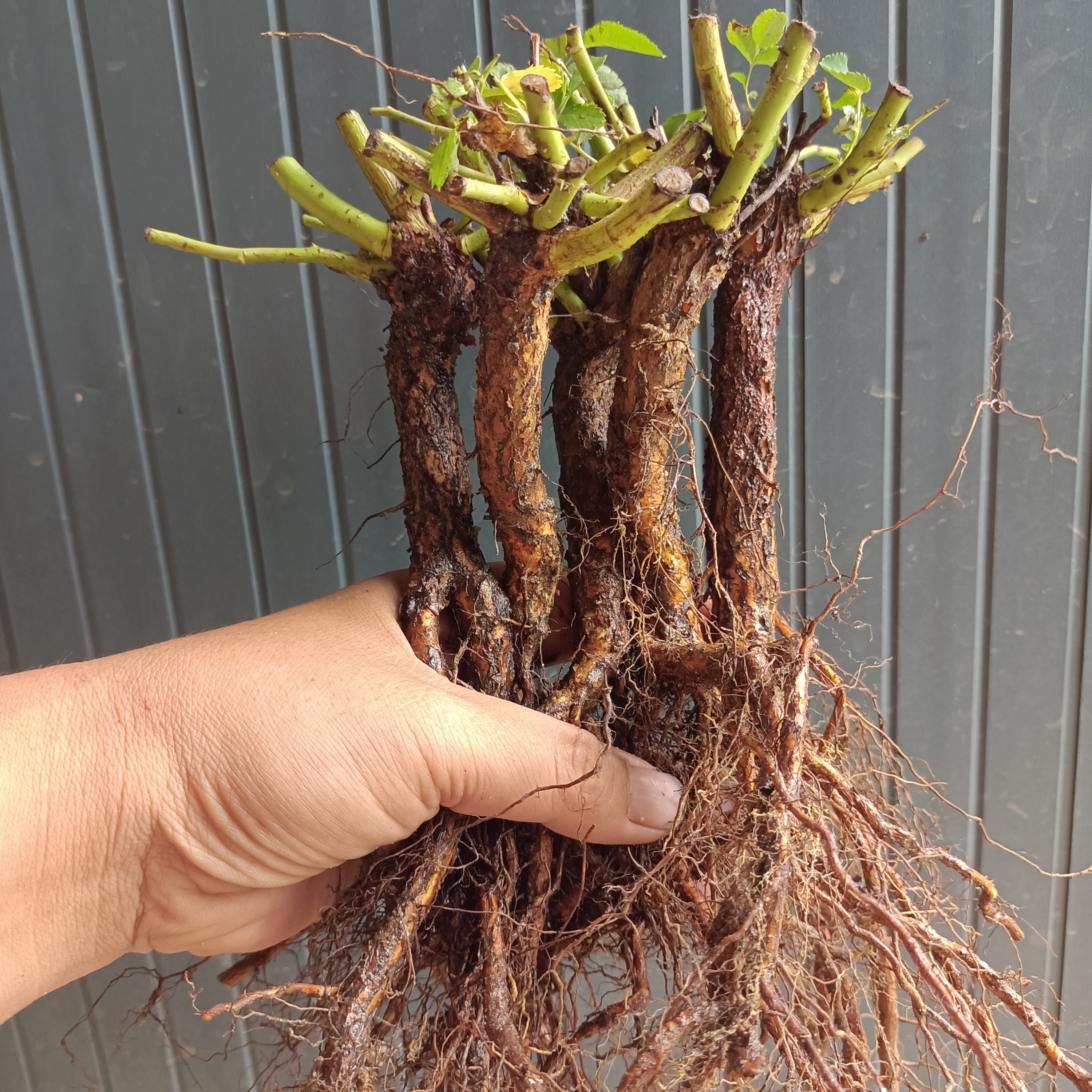 十颗无刺白花蔷薇实生根粗1.2到1.5cm，嫁接月季砧木提根苗大长脖