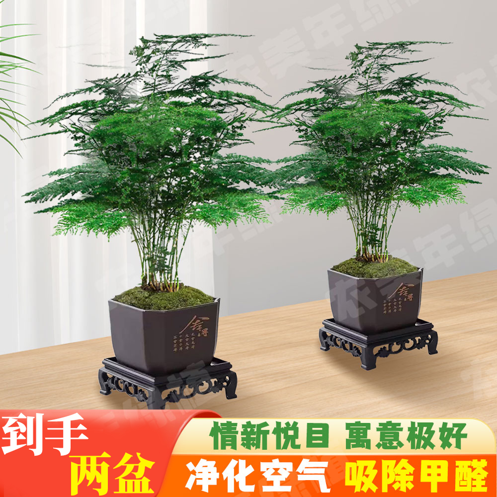 文竹盆栽室内绿植花卉净化空气四季常青好养护桌面盆景