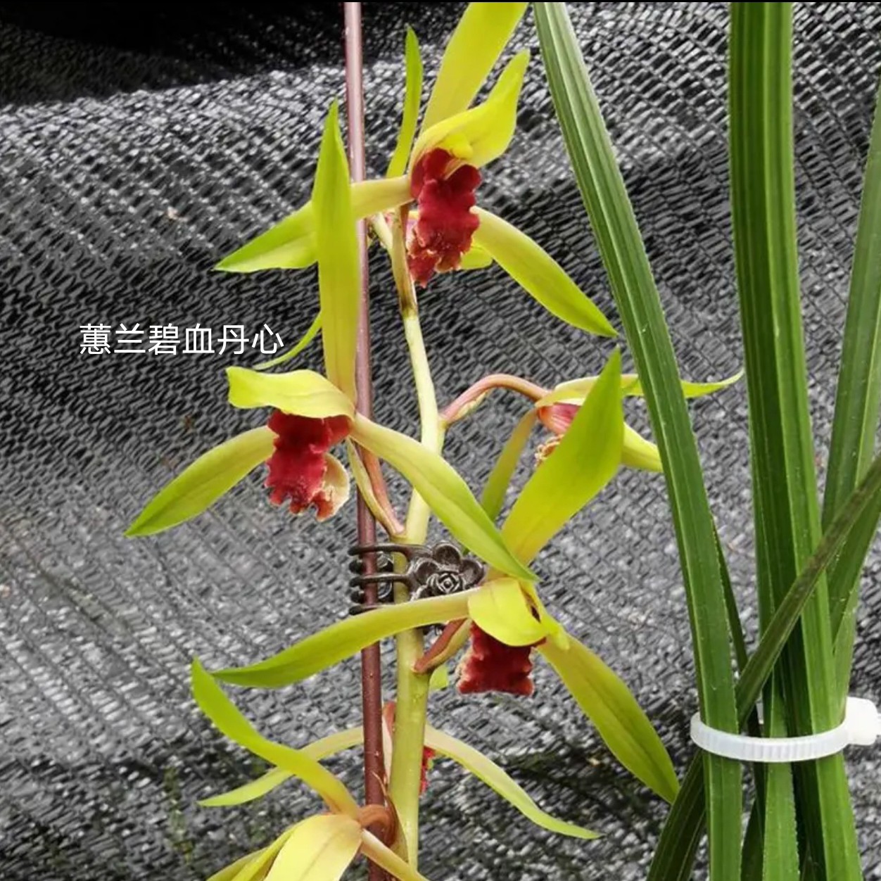 碧血丹心蕙兰经典红素浓香型兰花苗包对版包健康