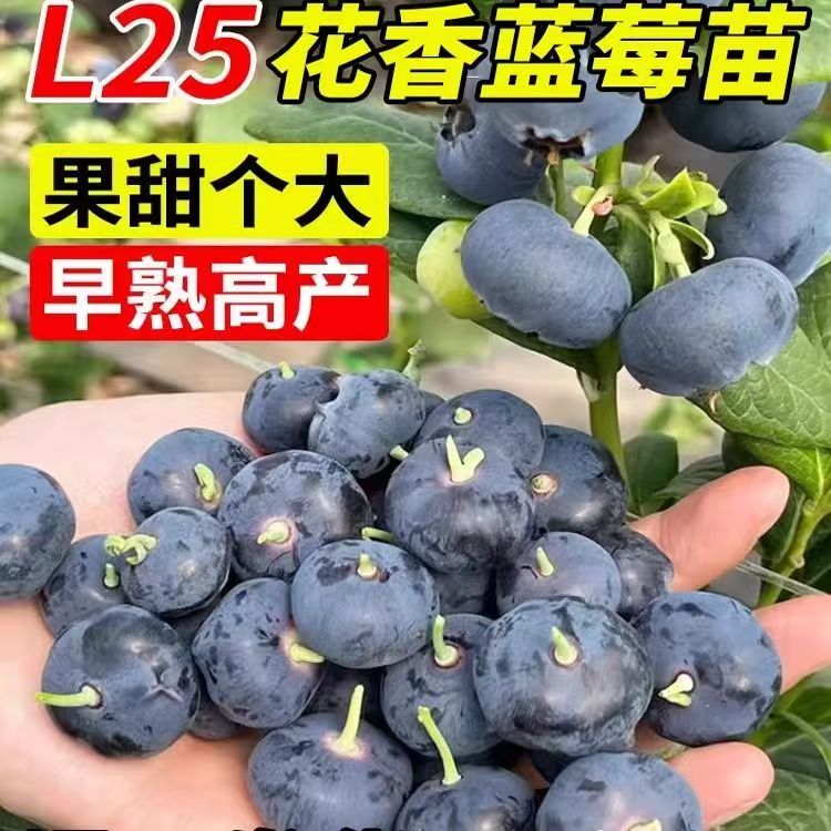 蓝莓苗耐寒抗病南北方可种果大脆甜老人孕妇皆可蓝莓树苗葡萄乡村