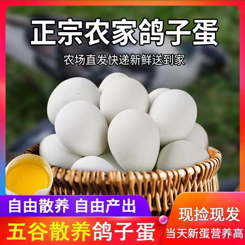 新鲜正宗鸽子农家散养鸽蛋五谷杂粮草鸽初生孕妇宝宝儿童辅食营养
