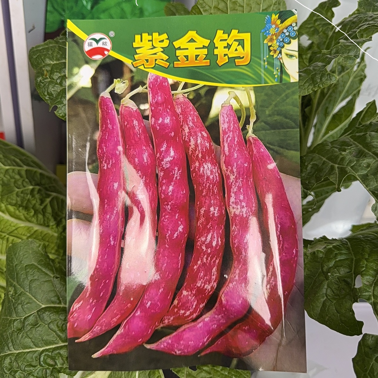 紫金钩豆角植株蔓生中晚熟嫩角黄色成熟后带红紫色花纹无筋无柴