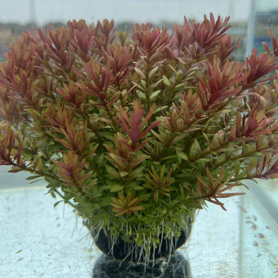 十字牛顿水草新手养鱼适用可净化水质入缸成景