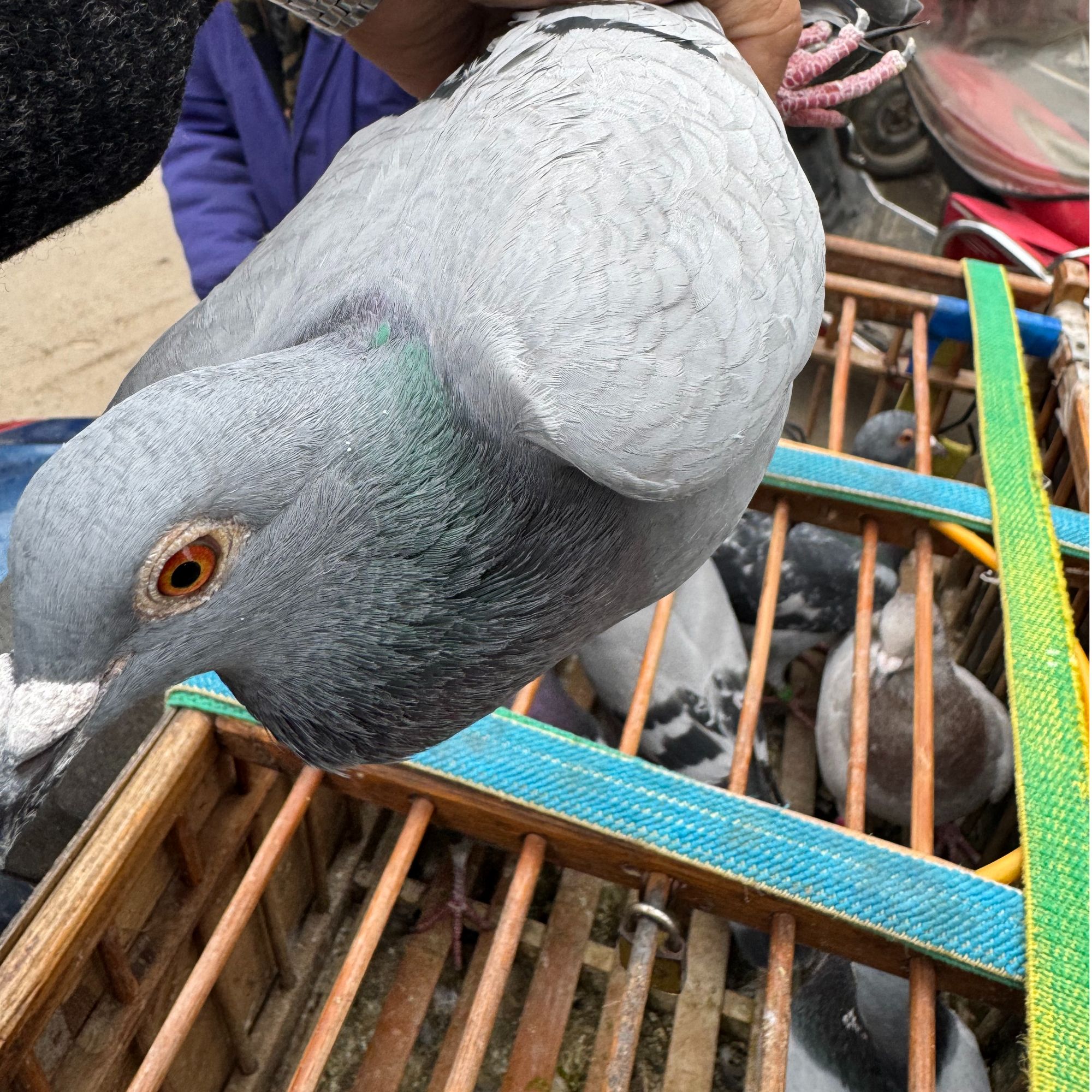 垚垚农家散养土鸽子