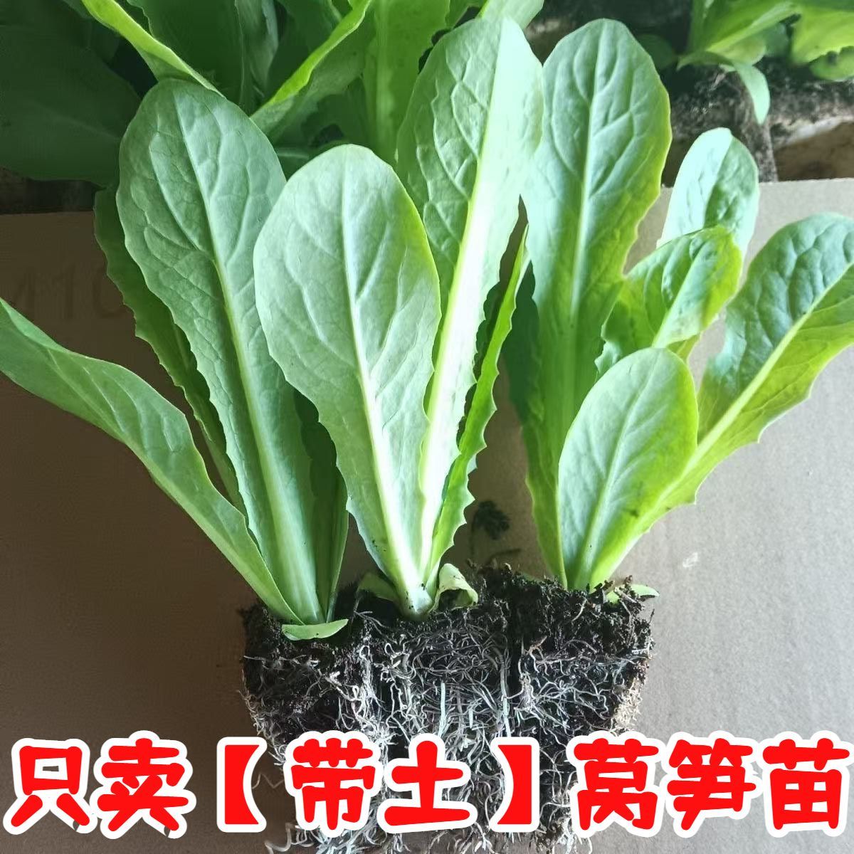 三青香莴笋苗带土莴笋苗红皮绿皮可选耐寒蔬菜苗适合家庭阳台盆栽