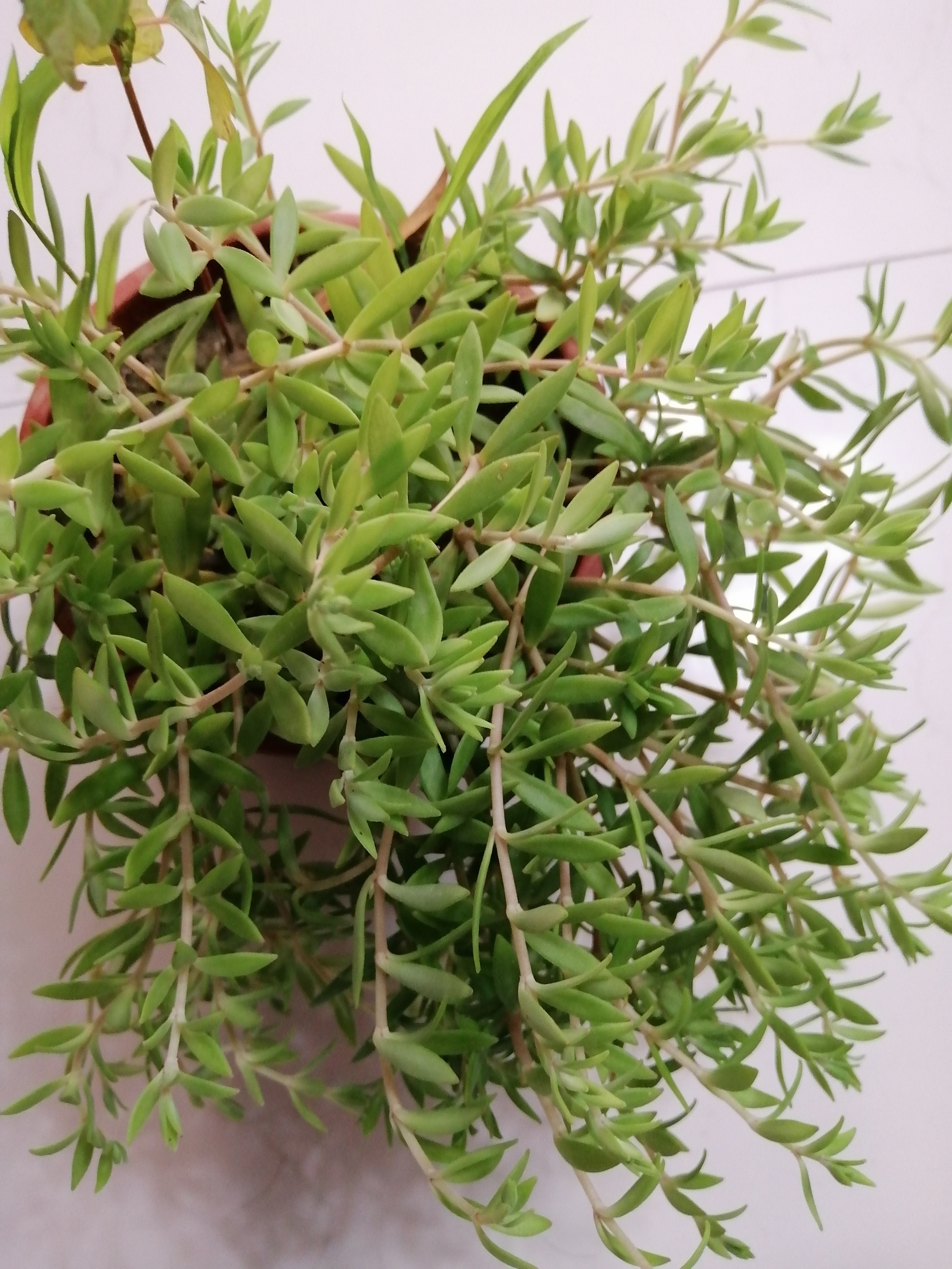 苦味垂盆草，2盆去盆发货