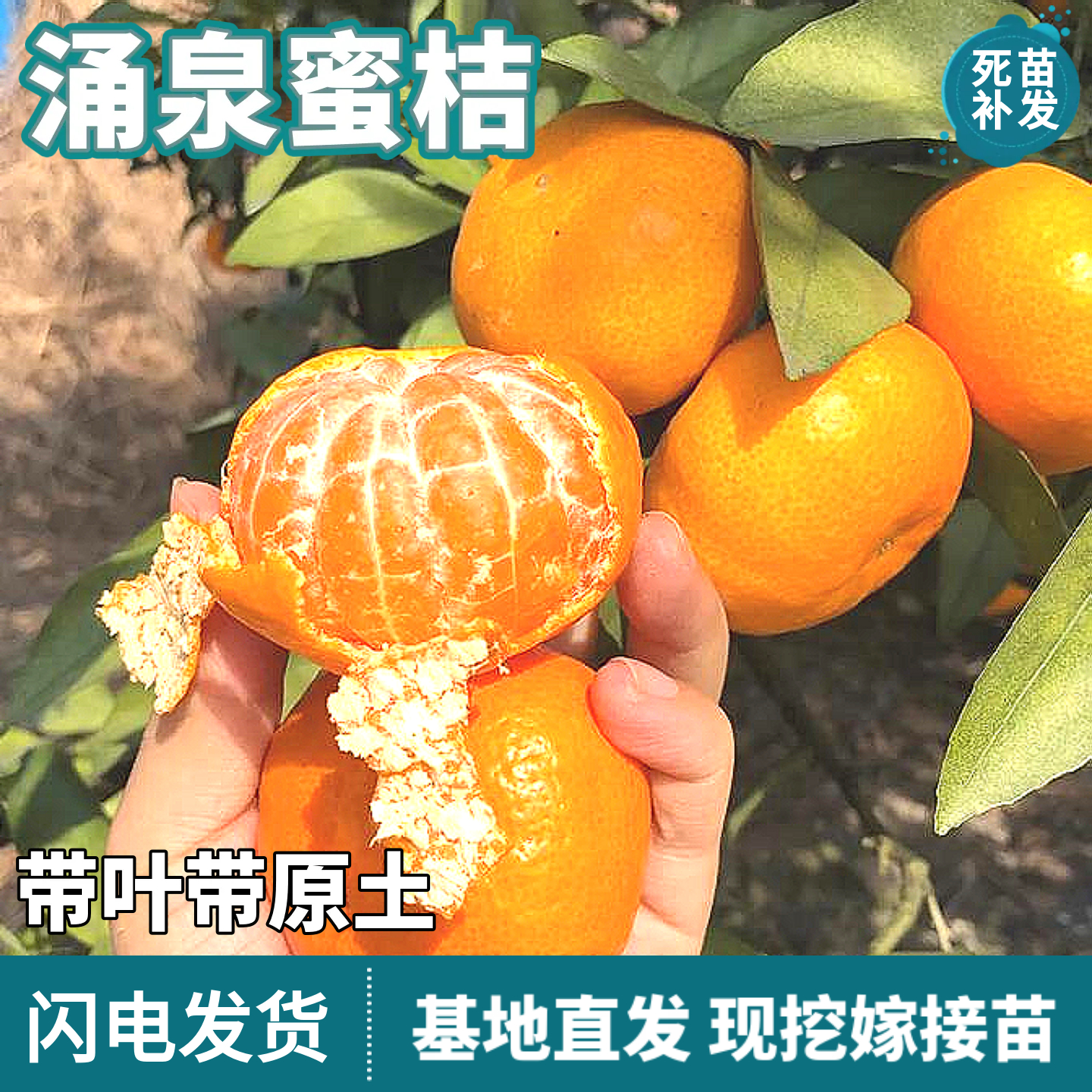 涌泉蜜桔树苗南北方地栽盆栽嫁接薄皮无籽蜜橘桔子果树苗当年结果