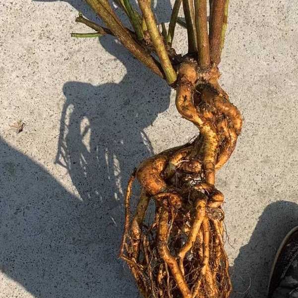 【湘成】无刺蔷薇提根老桩嫁接月季砧木，直播间一物一拍