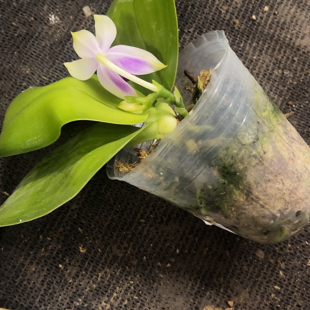 当前无花栽培后可以开花皮****?蝴蝶兰火贝瑕疵