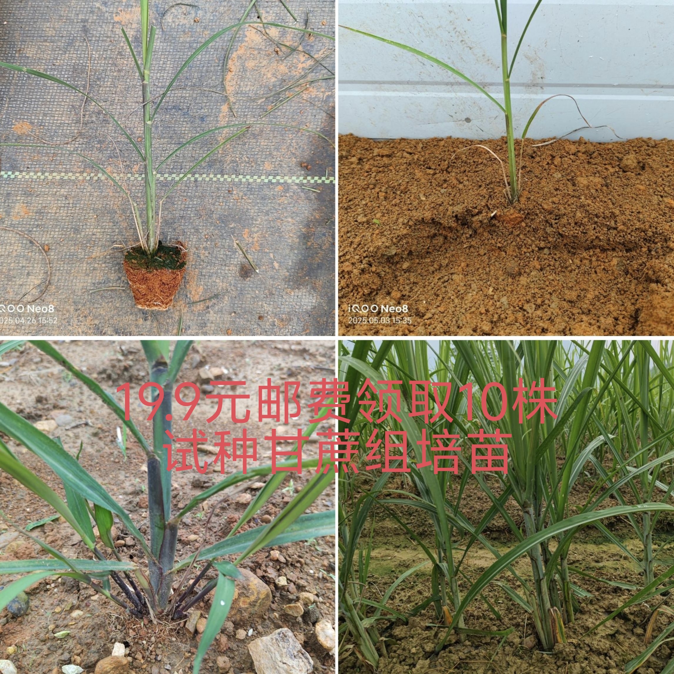 粤果蔗脆皮黄金甘蔗种甘蔗甘蔗苗种苗试种品