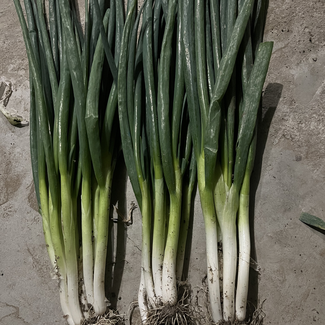 安徽阜阳新鲜现挖分葱大葱农家自种生吃微辣可种