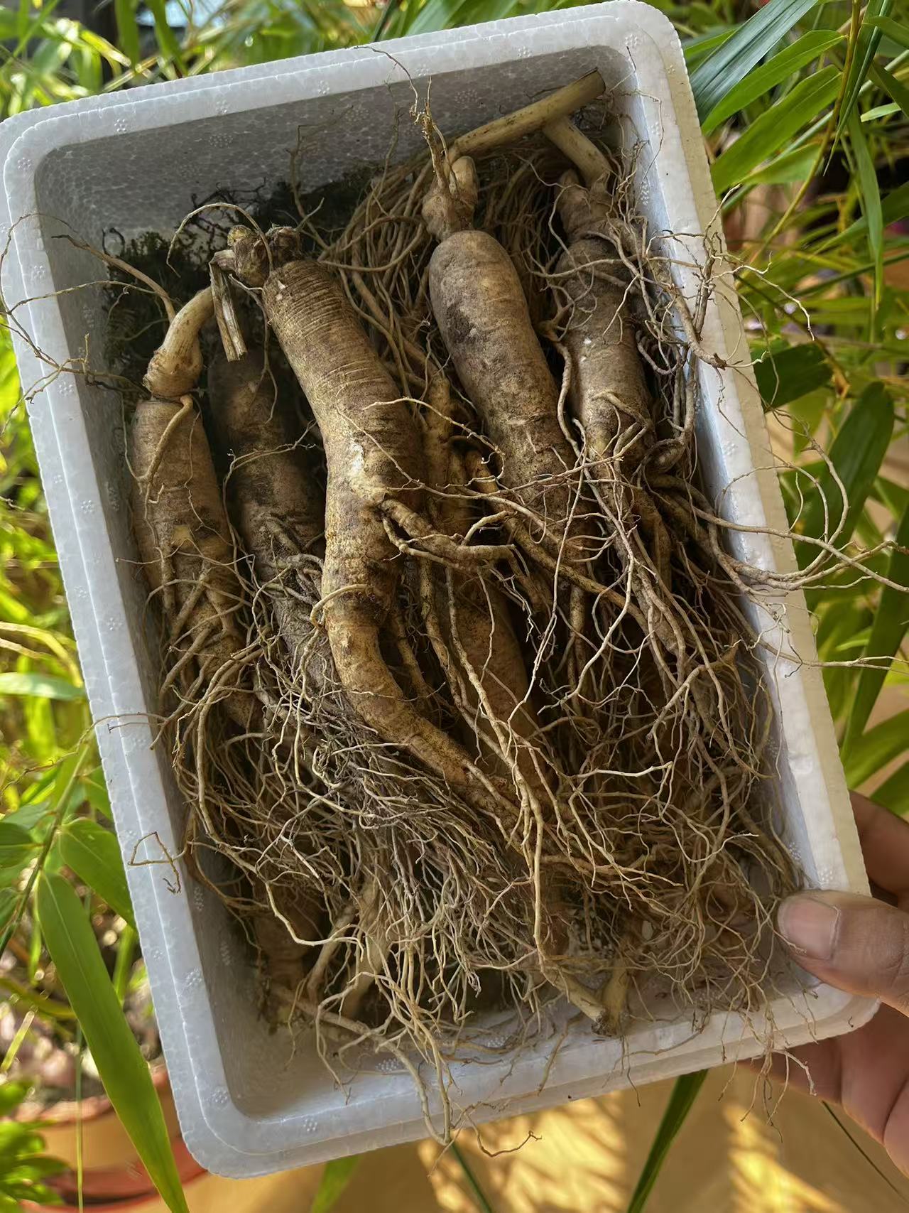 4-5支2025长白山新鲜高龄人参煲汤泡酒食用滋补东北特产送鹿茸片