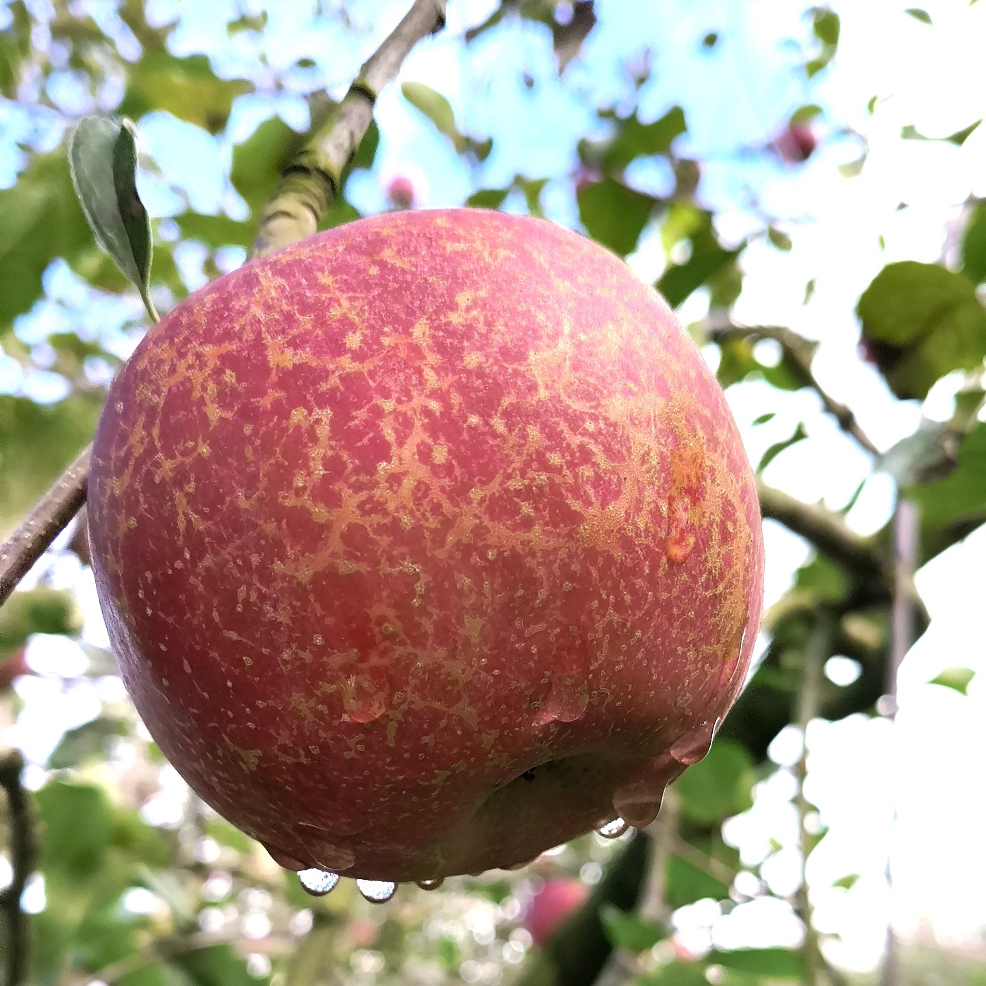 云南昭通冰糖心丑苹果新鲜脆甜多汁产地直发水果