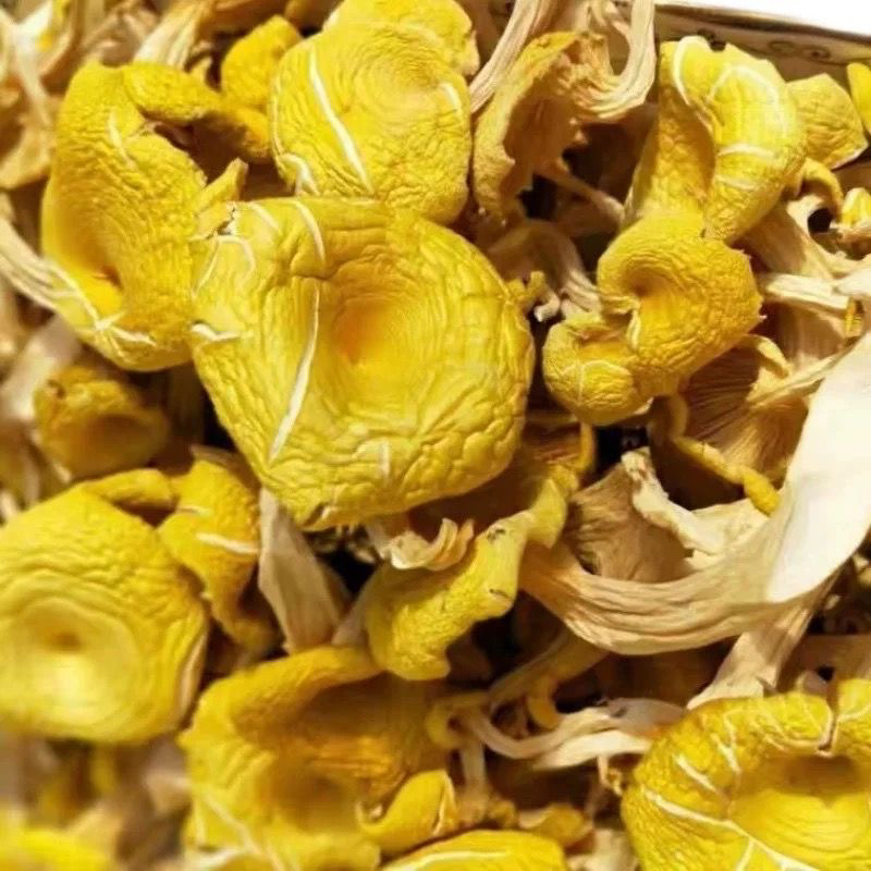 野生榆黄蘑一斤包邮