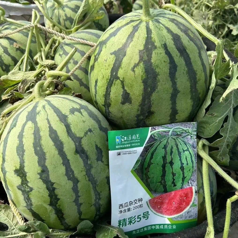 原厂正品江淮园艺精彩5号西瓜种子麒麟美都西瓜种籽高产全能薄皮