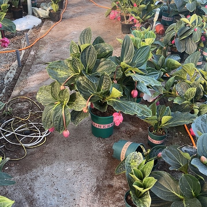 旭***儿无花朵荷兰进口宝莲灯