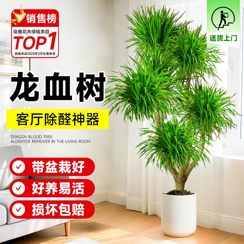 龙血树客厅绿植物多头办公室内大型龙须树盆栽好养活老桩四季常青