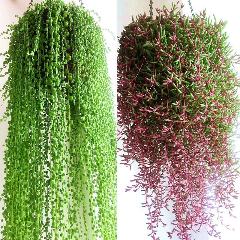 多肉植物佛珠吊兰盆栽垂吊紫玄月 吊兰 特大 紫玄月多肉 佛珠多肉