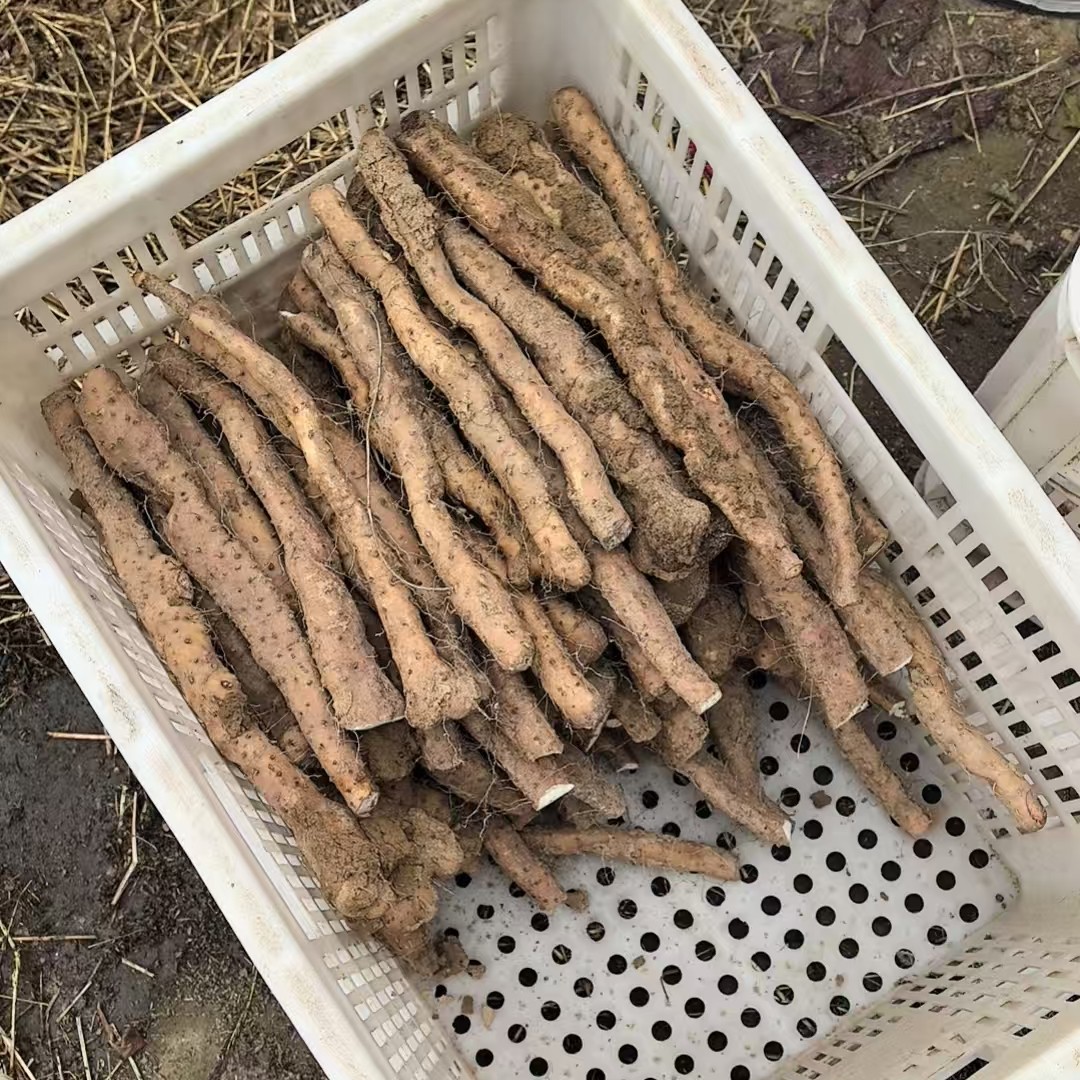 温县有机铁棍山药元旦特惠9折