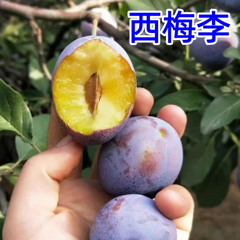 嫁接西梅李子果树苗南北方庭院种植耐寒李子树苗盆栽地栽李子树苗