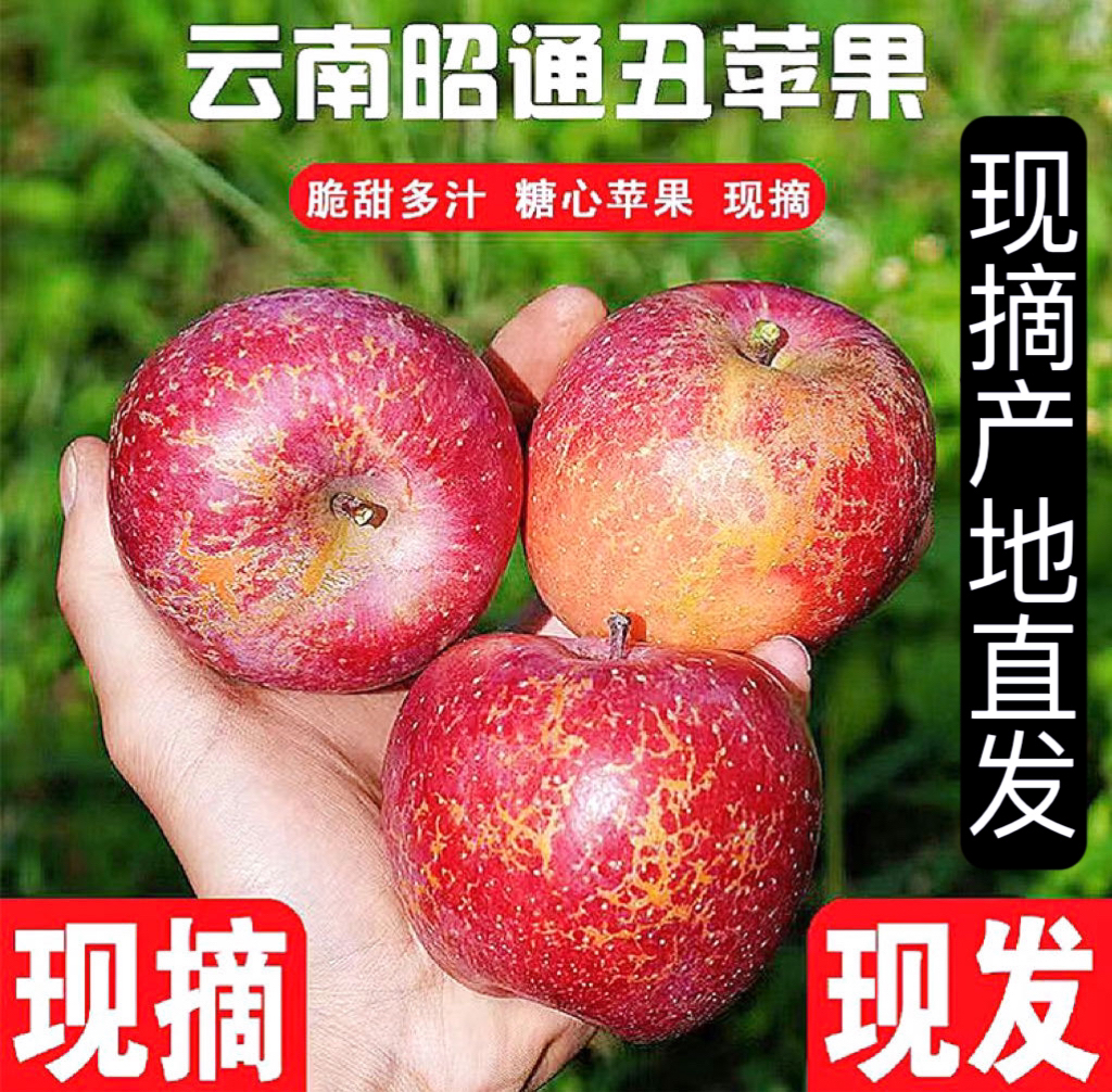 云南昭通甜蜜苹果现摘现发冰糖心丑苹果原产地云南昭通直发5-9斤