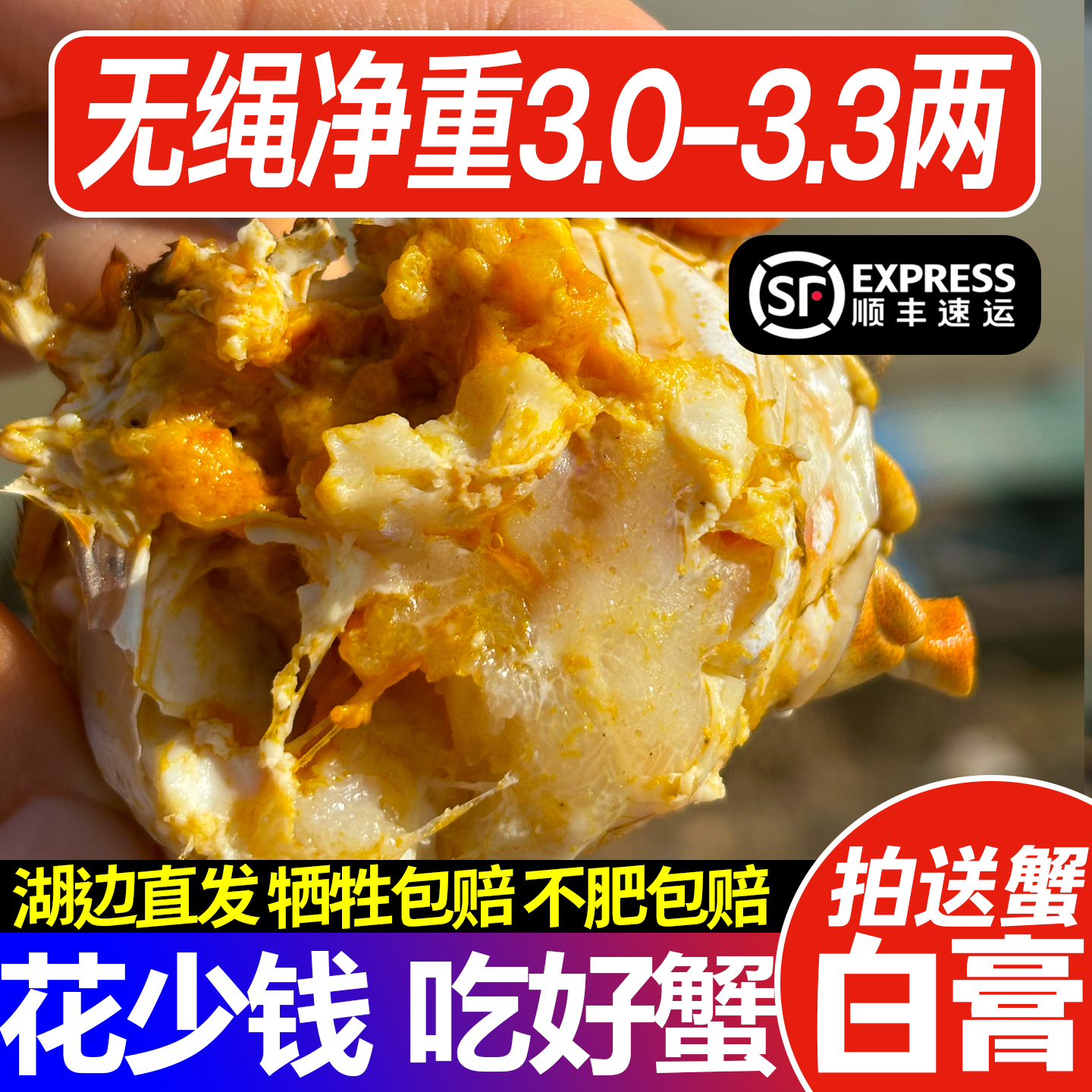 【活蟹】全公蟹3.0-3.3两8只送2只精选好蟹到手10只江苏大闸蟹