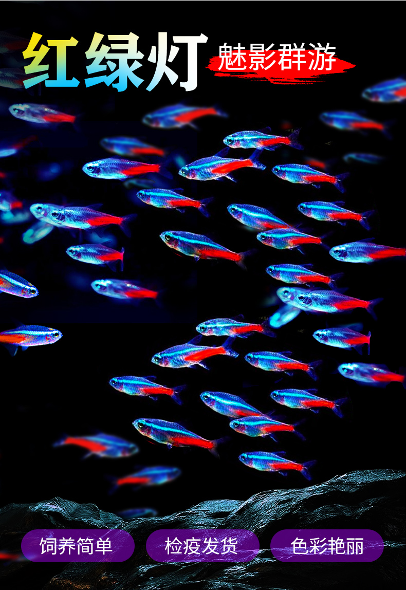 红绿灯鱼观赏鱼宝莲灯鱼热带鱼草缸群游灯科鱼小型淡水活体鱼鱼苗