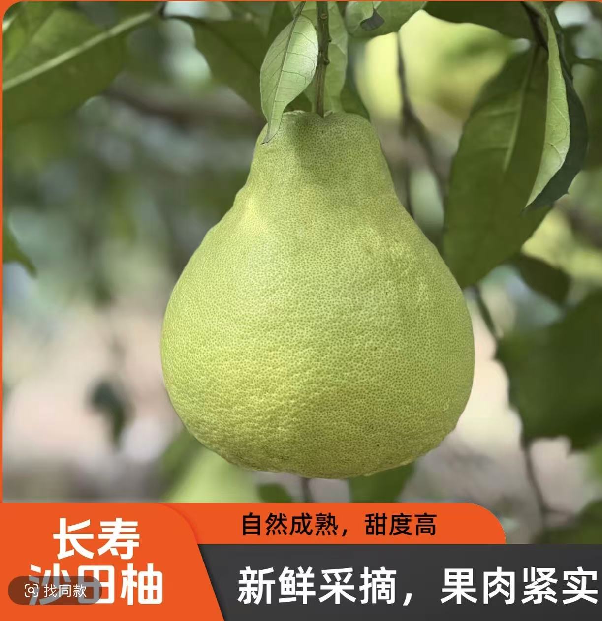 正宗重庆长寿老树沙田柚口感脆甜多汁.
