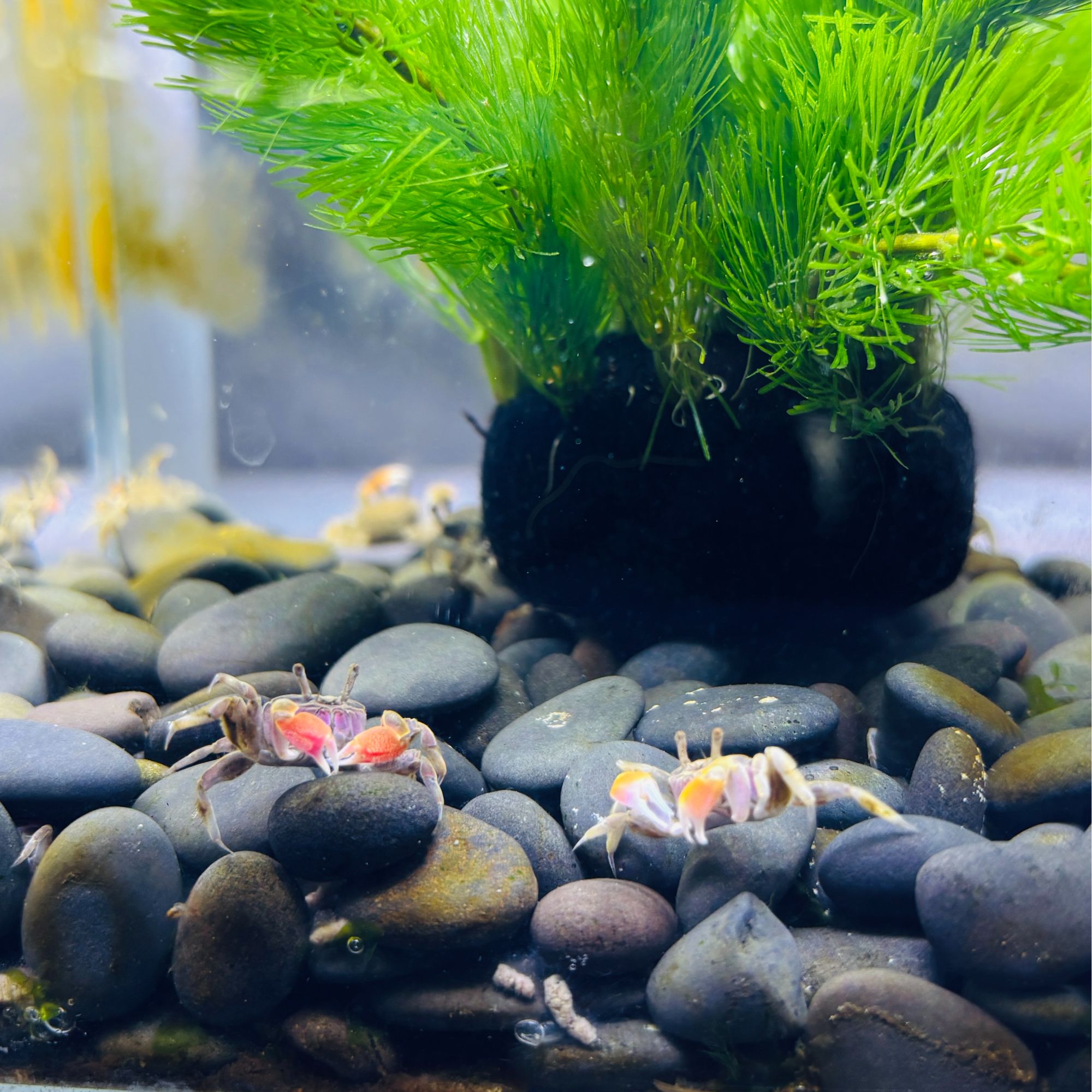 辣椒蟹观赏蟹宠物蟹迷你辣椒蟹淡水深水可养豆豆蟹水族用品