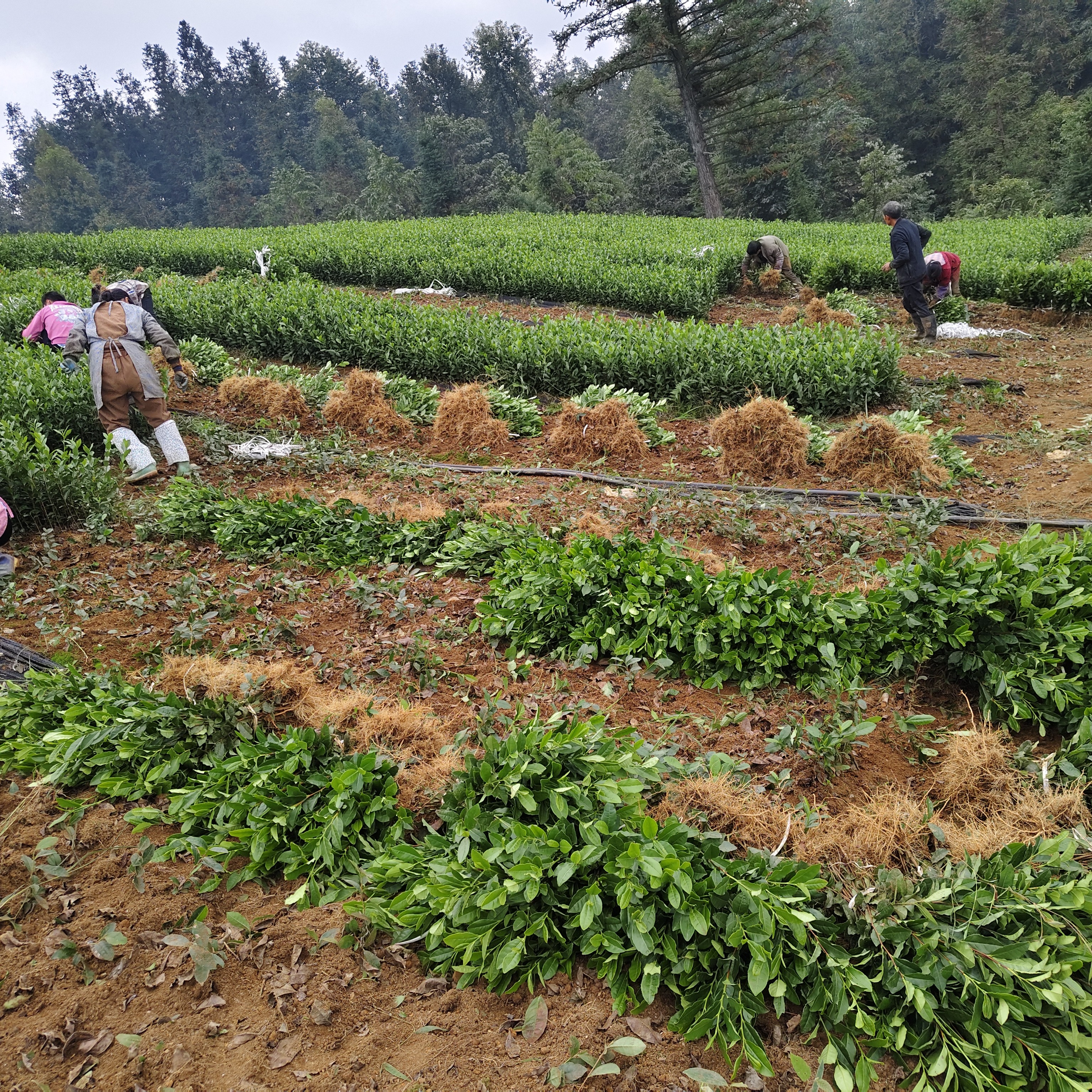 2025一年新苗乌牛早茶苗
