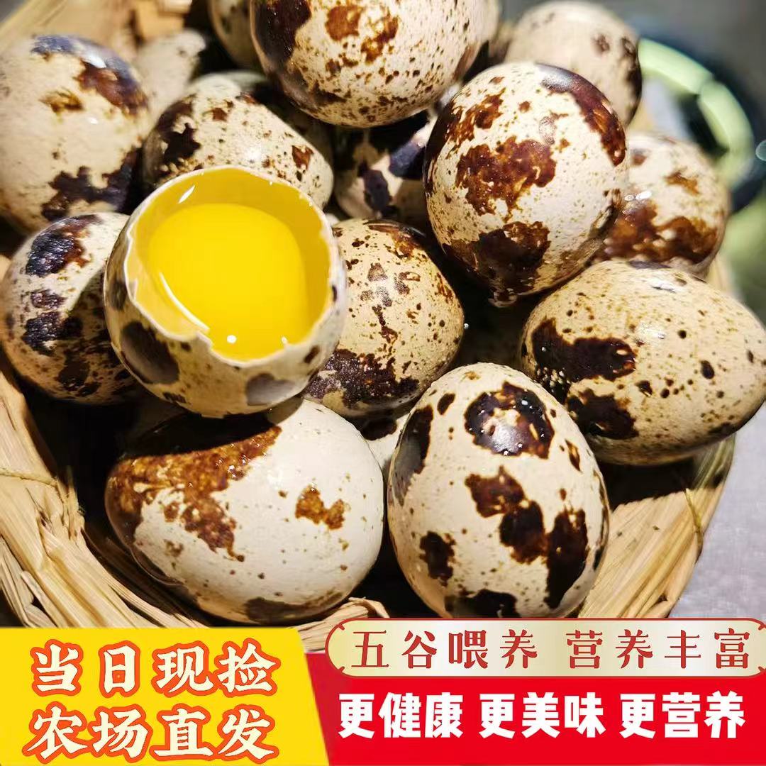 【颗颗甄选】新鲜鹌鹑蛋50枚五谷喂养当天现捡现发升级包装