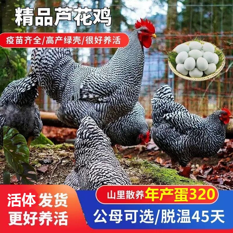正宗黑芦花鸡精品一斤青年鸡苗脱温活苗散养黑芦花产蛋王包邮农村