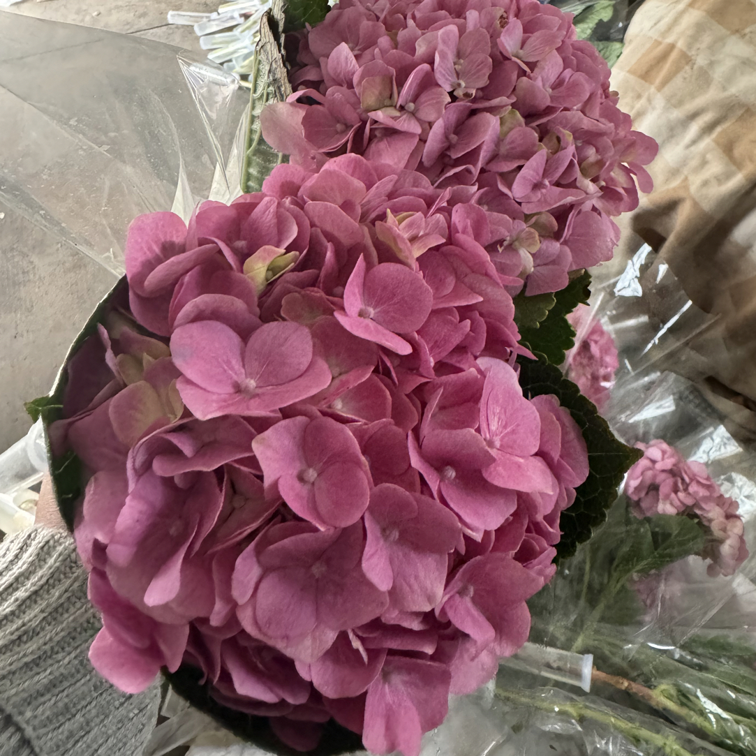 2支包邮粉色小绣球花云南基地鲜花基地直发