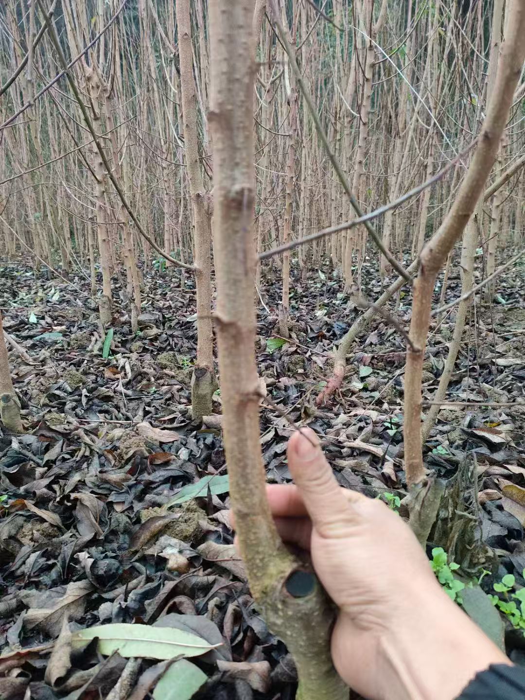 贵州六马蜂糖李树苗 嫁接苗 批发 现挖现发 原产地直发