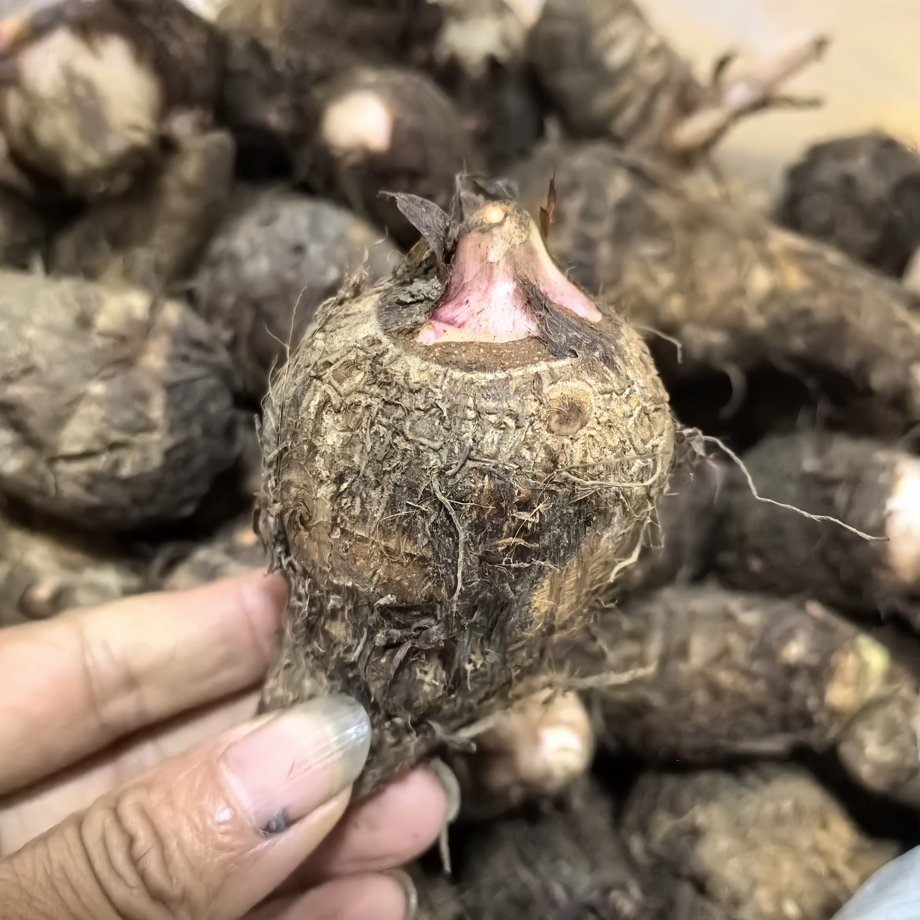 【芋头】永新农家自种