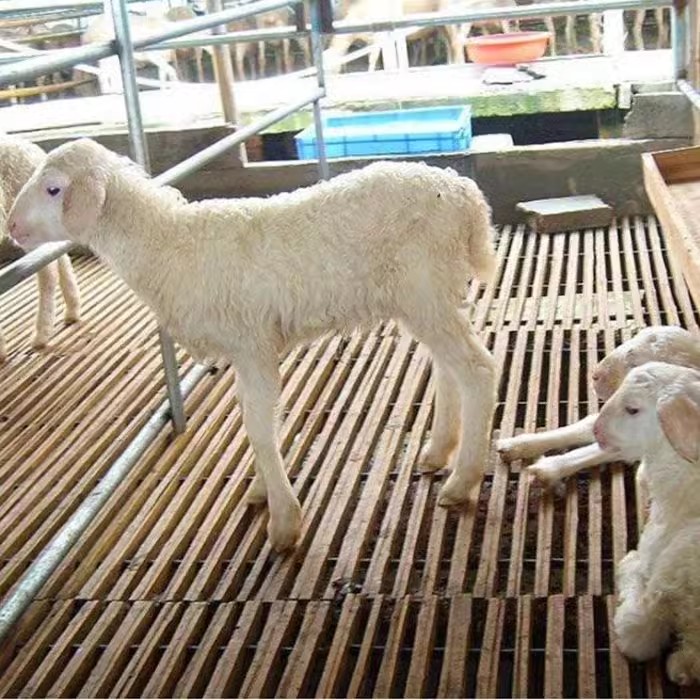 竹子羊床漏粪板耐腐蚀养殖场竹架板鸡鸭鹅架羊圈用竹笆子承重强养