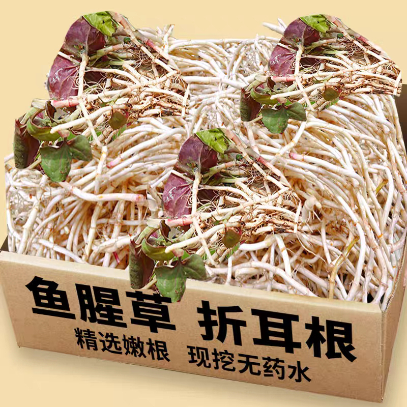 现挖新鲜带泥鱼腥草折耳根嫩根湖北特产可作凉拌菜的中药材